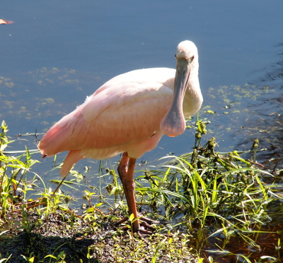[Large wading bird standing at the water's edge with its head turned back toward the camera so the entire bill is visible from the top. The bill is grey with pink tinges at the end. The head and top of body are white. The legs and lower feathers are pink.]